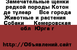 Замечательные щенки редкой породы Котон де тулеар  - Все города Животные и растения » Собаки   . Кемеровская обл.,Юрга г.